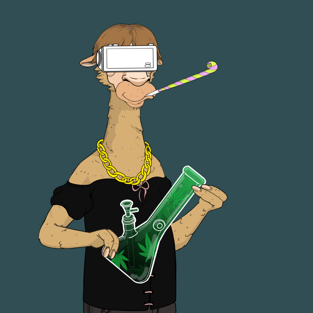 Jammin' Alpacas #1824