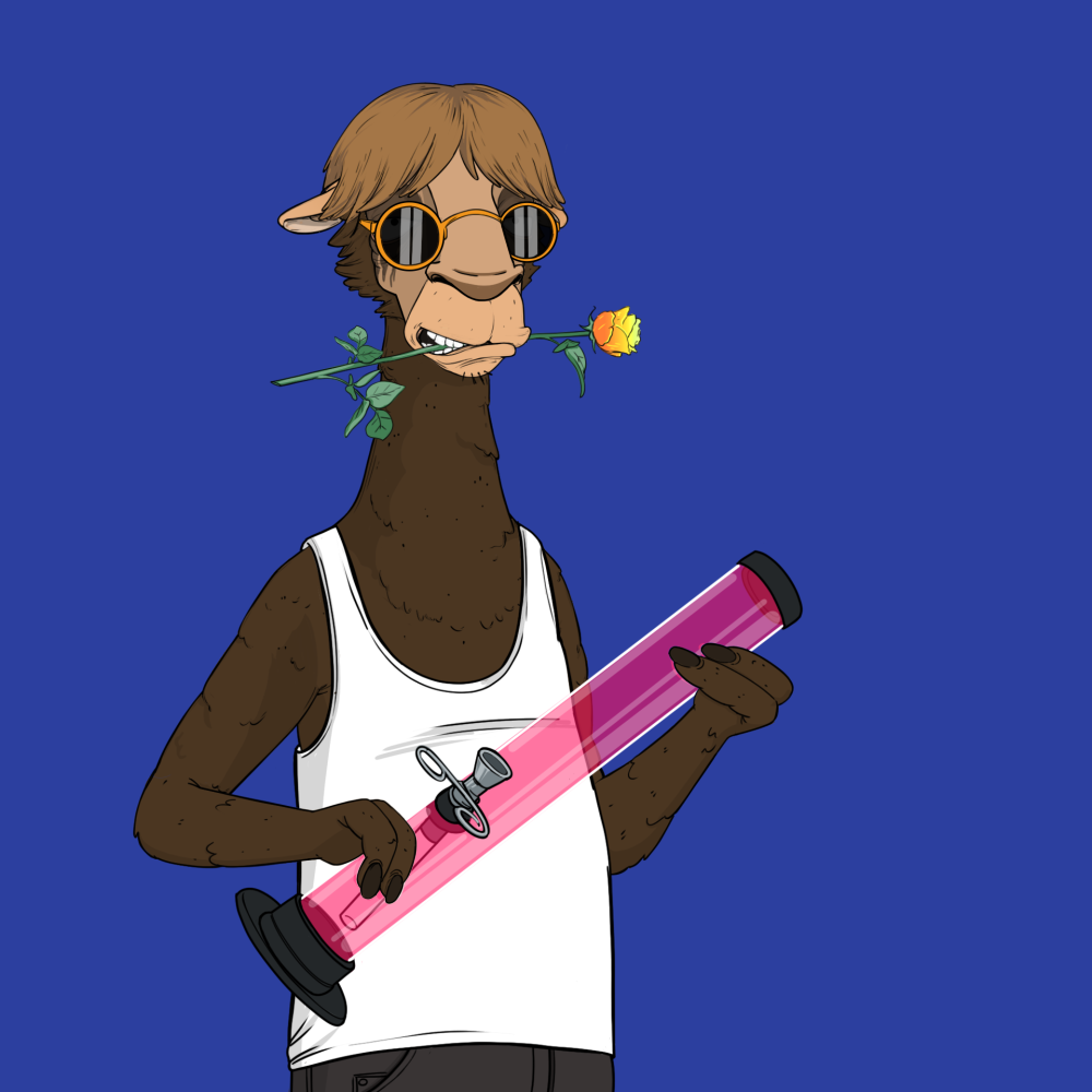 Jammin' Alpacas #6062
